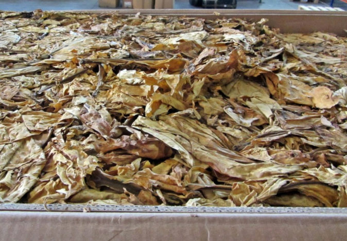 Intervenidos 1.260 kilos de tabaco ilegal en Extremadura por valor de 200.000 euros