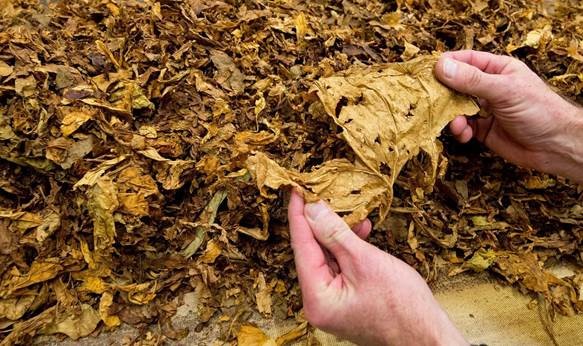 Intervenidos 822 kilos de tabaco en rama en Cáceres
